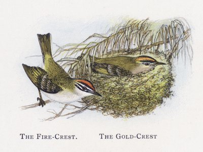 The Fire-Crest, The Gold-Crest by Alexander Francis Lydon